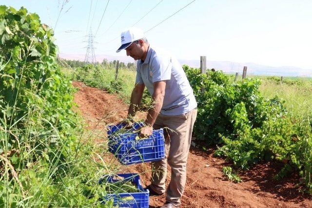 Büyükşehir’den Dar Gelirli Ailelere Meyve İkramı