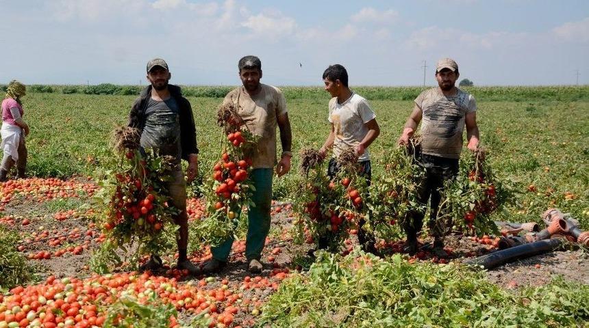 Karacabey Ovası&rsquo;nda Domates Hasadı Başladı