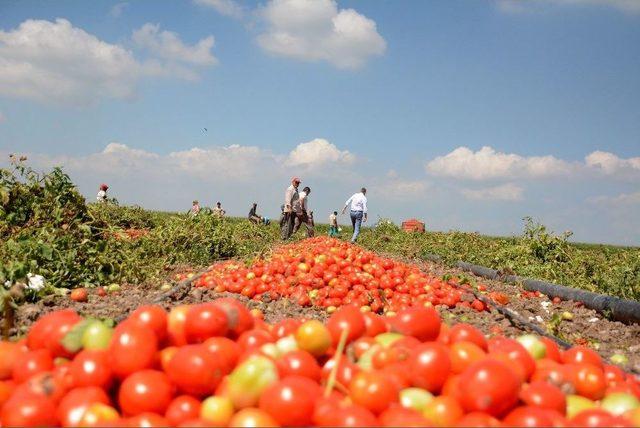 Karacabey Ovası’nda Domates Hasadı Başladı