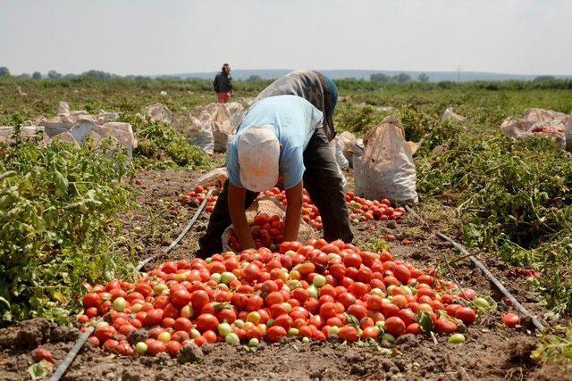 Karacabey Ovası’nda Domates Hasadı Başladı