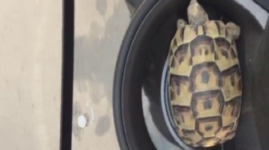 K&uuml;&ccedil;&uuml;k Kaplumbağayı Ezilmekten Kurtarıp Doğaya Bıraktı