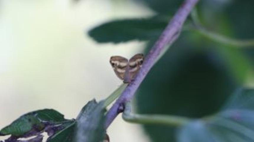 İyi Parti Trabzon Milletvekili &Ouml;rs, Tbmm&rsquo;ye &ldquo;vampir Kelebek&rdquo; İle İlgili Soru &Ouml;nergesi Verdi