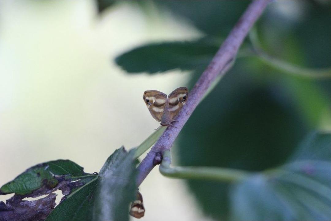 &lsquo;vampir&rsquo; Kelebeğinin Biyolojik Silah Olabileceği İddiası