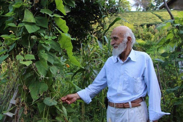 ‘vampir’ Kelebeğinin Biyolojik Silah Olabileceği İddiası G1