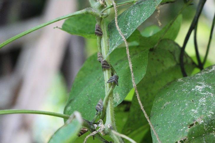 ‘vampir’ Kelebeğinin Biyolojik Silah Olabileceği İddiası G2
