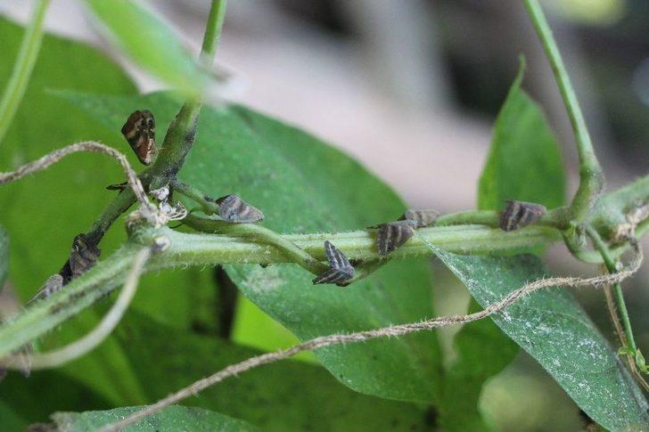 ‘vampir’ Kelebeğinin Biyolojik Silah Olabileceği İddiası G3