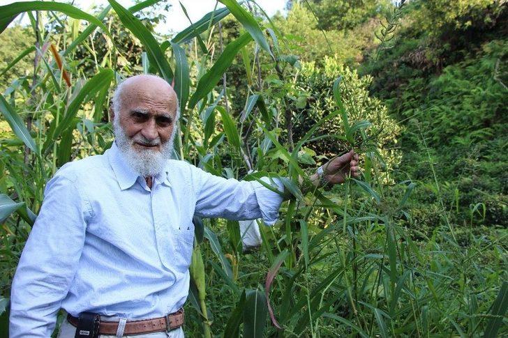 ‘vampir’ Kelebeğinin Biyolojik Silah Olabileceği İddiası G4