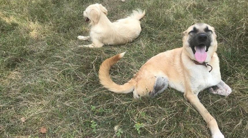 Araba &Ccedil;arpıp Ka&ccedil;tı, İki Patisiyle &rsquo;hayata&rsquo; Tutundu