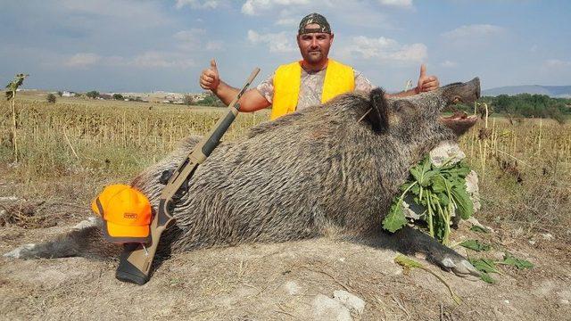 250 Kiloluk Yaban Domuzunu Avladı