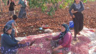 Yüksek Rekolte Arabanlı Fıstık Üreticilerinin Yüzünü Güldürdü