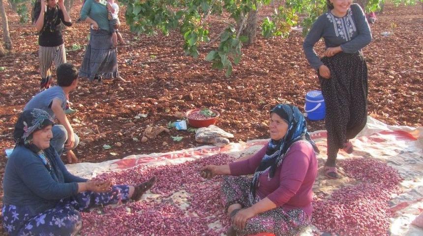 Yüksek Rekolte Arabanlı Fıstık Üreticilerinin Yüzünü Güldürdü