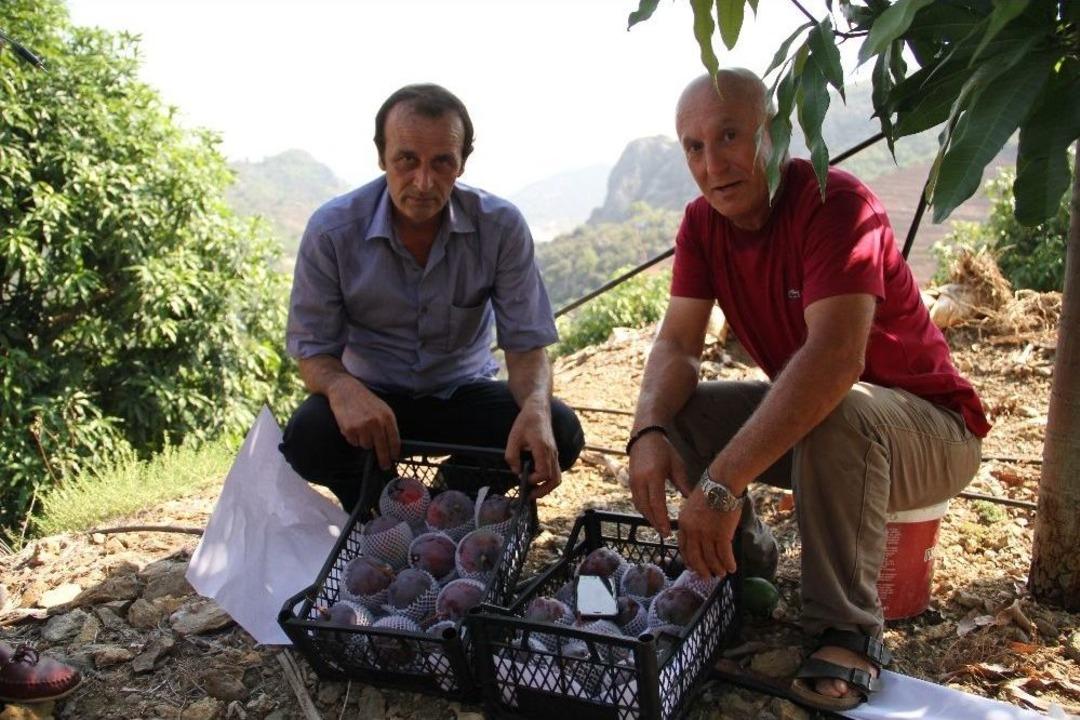 Alanya&rsquo;da Mango Hasadı Başladı