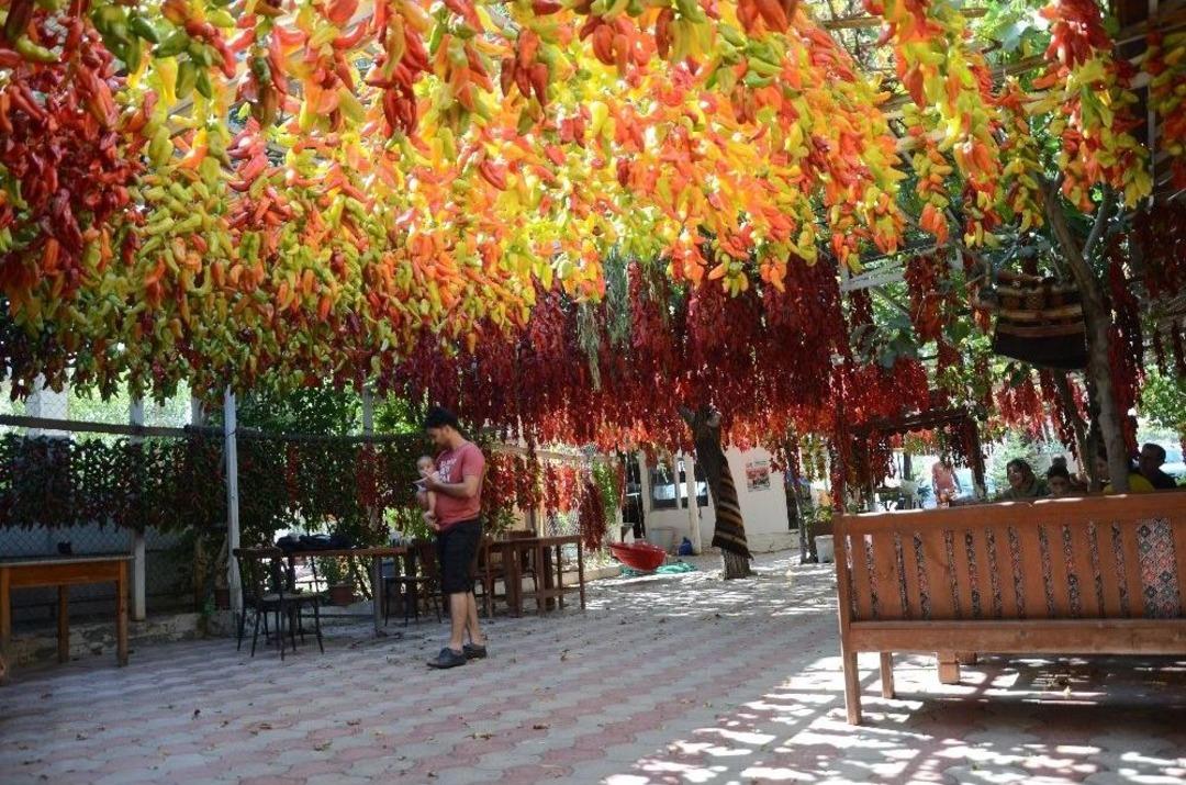 Tescilli Kale Biberi Sofralardan &Ouml;nce Duvarları S&uuml;sl&uuml;yor