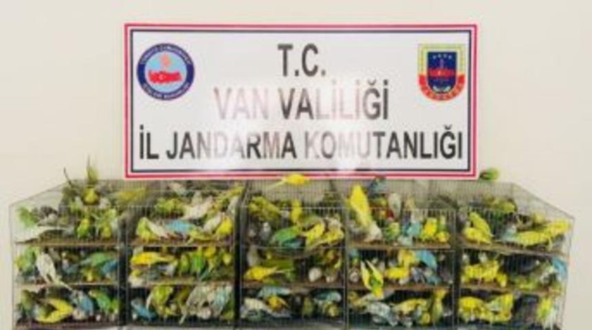 Jandarma Yol Kontrol&uuml;nde 630 Ka&ccedil;ak Muhabbet Kuşu Ele Ge&ccedil;irdi