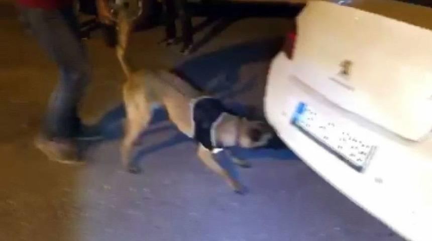 Narkotik K&ouml;peği &lsquo;&ccedil;akı&rsquo; Ara&ccedil;taki Gizli Esrarı Buldu