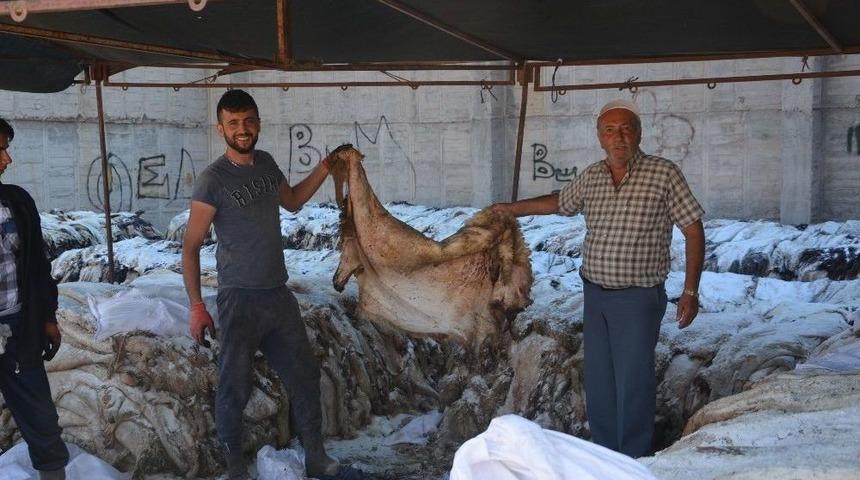 Thk, 7 Bin 250 Küçükbaş, 157 Büyükbaş Deri Topladı