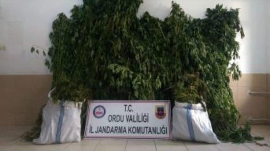 Ordu&rsquo;da Uyuşturucu Operasyonu