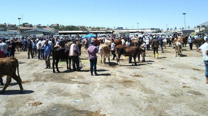 Malatya Kurbanlık Satışlarından Memnun