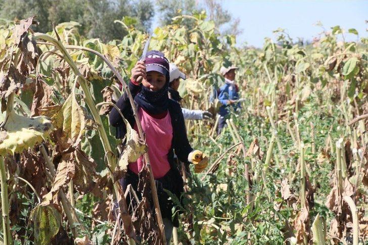 Çoluk Çocuk Tarlalarda Çalışıp, Çadırlarda Yaşıyorlar G2