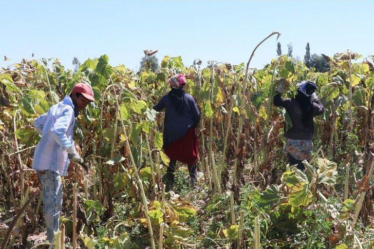 Çoluk Çocuk Tarlalarda Çalışıp, Çadırlarda Yaşıyorlar G4