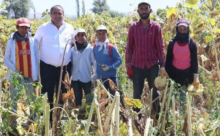 Çoluk Çocuk Tarlalarda Çalışıp, Çadırlarda Yaşıyorlar G5