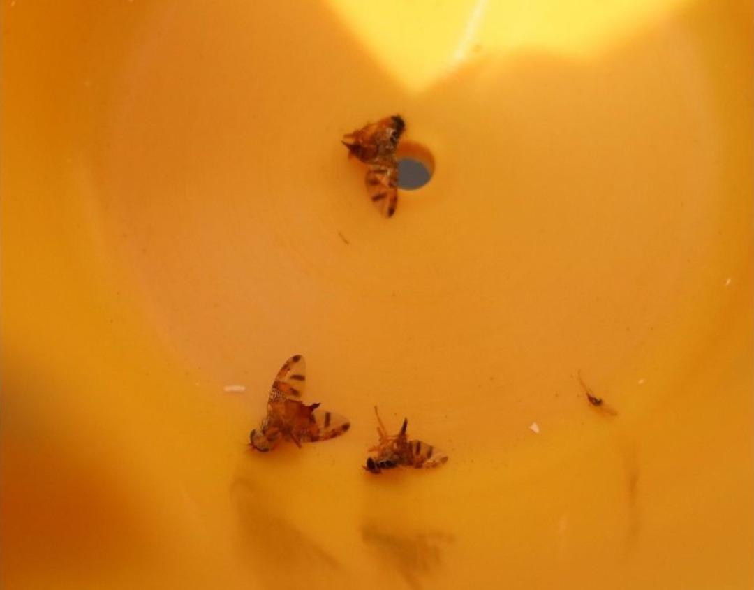 Akdeniz Meyve Sineğiyle M&uuml;cadelede Korku Devam Ediyor