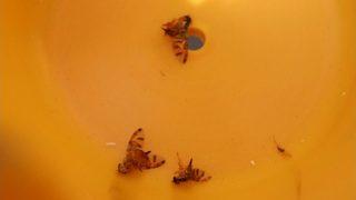 Akdeniz Meyve Sineğiyle Mücadelede Korku Devam Ediyor