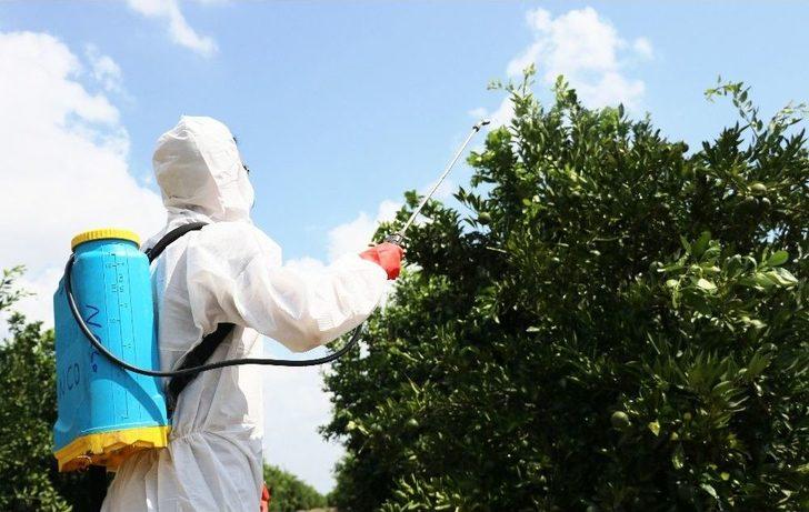 Akdeniz Meyve Sineğiyle Mücadelede Korku Devam Ediyor G1