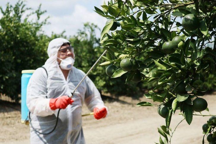 Akdeniz Meyve Sineğiyle Mücadelede Korku Devam Ediyor G2