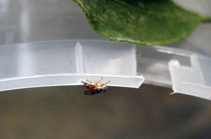 Akdeniz Meyve Sineğiyle Mücadelede Korku Devam Ediyor G3