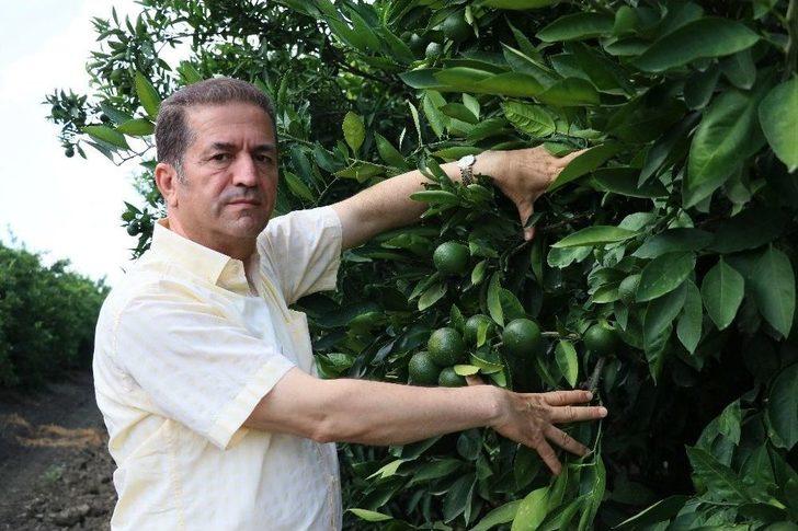 Akdeniz Meyve Sineğiyle Mücadelede Korku Devam Ediyor G4