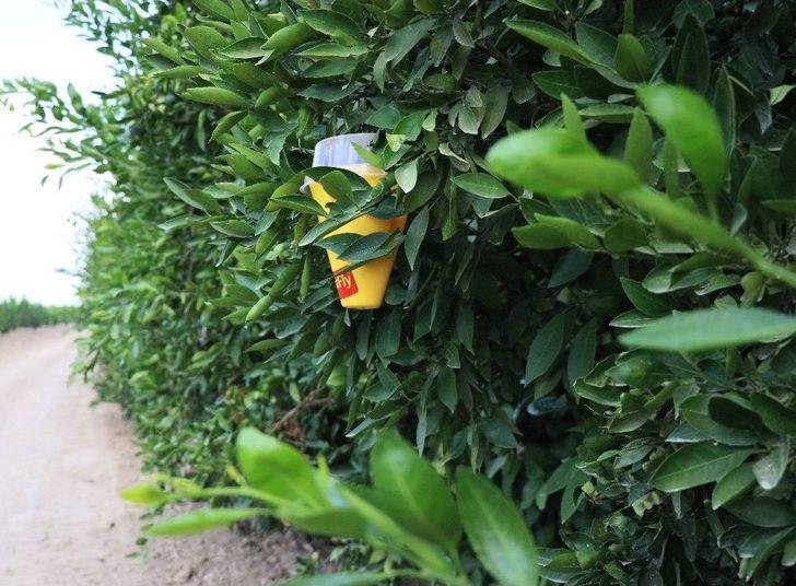 Akdeniz Meyve Sineğiyle Mücadelede Korku Devam Ediyor G5