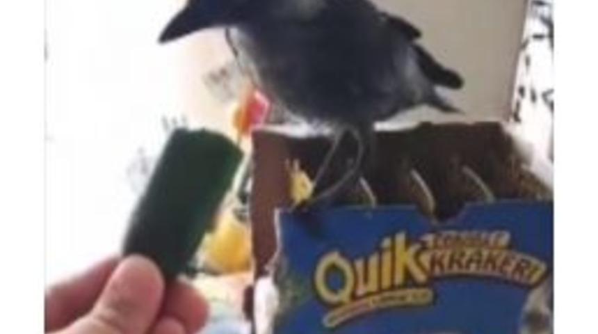 Misafir Kargayı Elleriyle Besledi