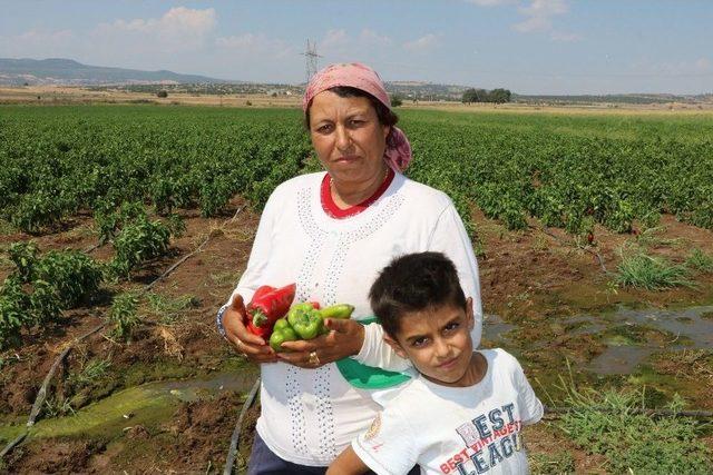 Kahramanmaraş’ta Turşuluk Biber Üretimine Başlandı