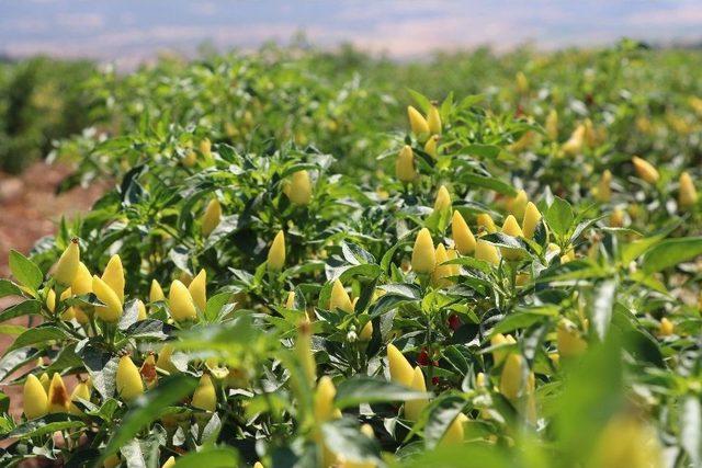 Kahramanmaraş’ta Turşuluk Biber Üretimine Başlandı