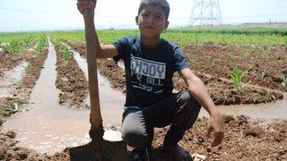 (özel) Boyundan Büyük Küreği İle Tarlayı Suluyor