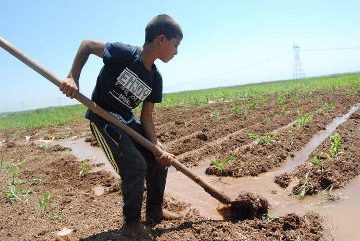 (özel) Boyundan Büyük Küreği İle Tarlayı Suluyor G1