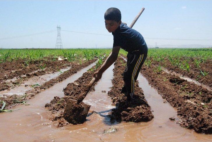 (özel) Boyundan Büyük Küreği İle Tarlayı Suluyor G2