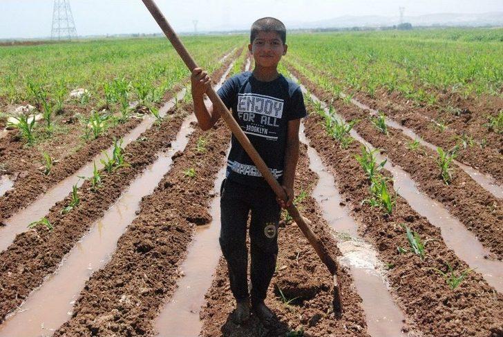 (özel) Boyundan Büyük Küreği İle Tarlayı Suluyor G3