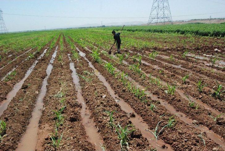 (özel) Boyundan Büyük Küreği İle Tarlayı Suluyor G5