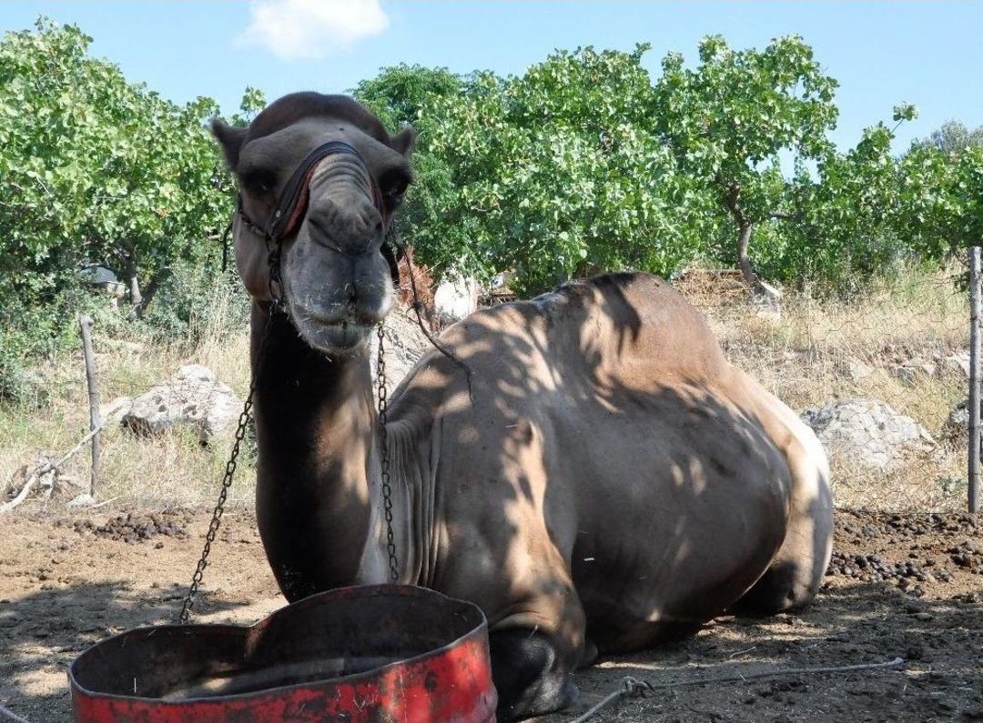 (&ouml;zel) G&uuml;reş&ccedil;i &lsquo;yakışıklı S&uuml;lo&rsquo; Kurbanlık Yolunda