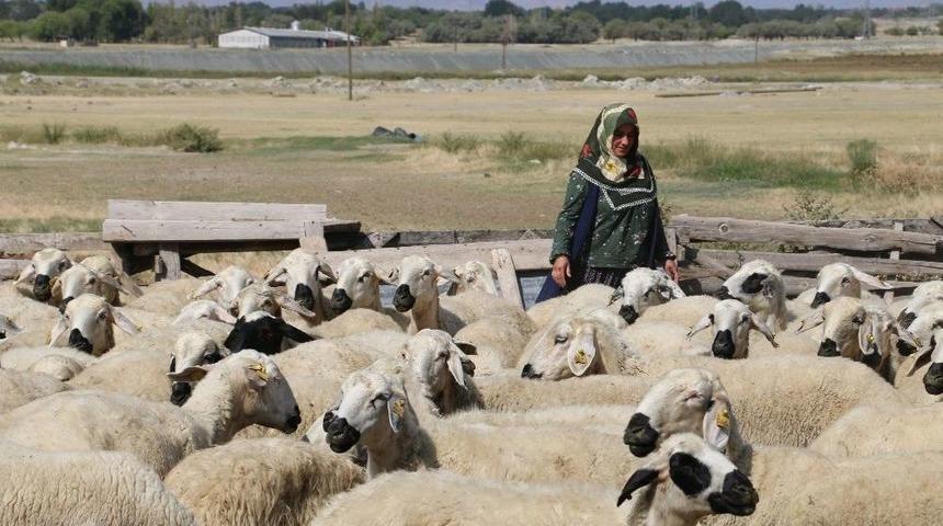 40 Koyun &Ccedil;ocuklarının Geleceği A&ccedil;ısından Umut Oldu