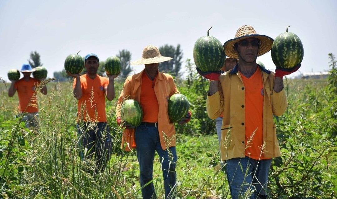 H&uuml;k&uuml;ml&uuml;ler Karpuz &Uuml;retti, M&uuml;şterisi Hakim Savcılar Oldu