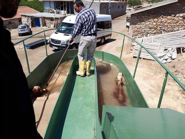 Yeşilyurt&rsquo;ta Mobil Koyun Yıkama Ve İla&ccedil;lama 1