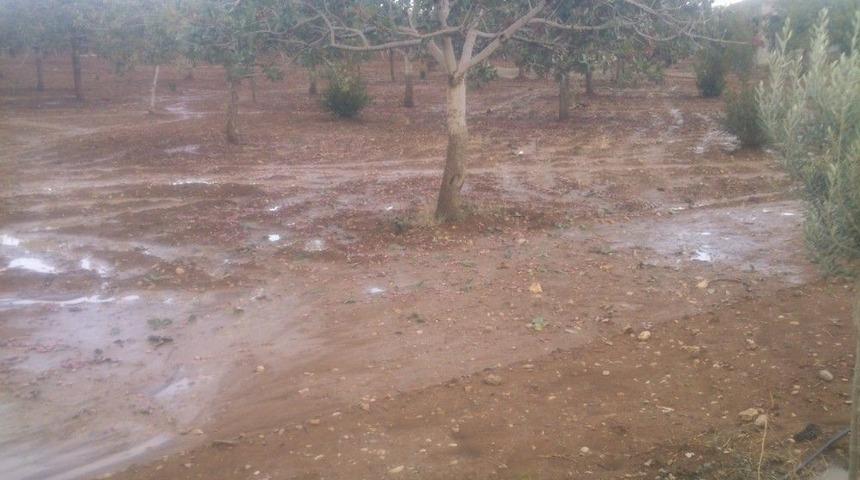 Şanlıurfa&rsquo;da Dolu Fıstık Ağa&ccedil;larını Vurdu