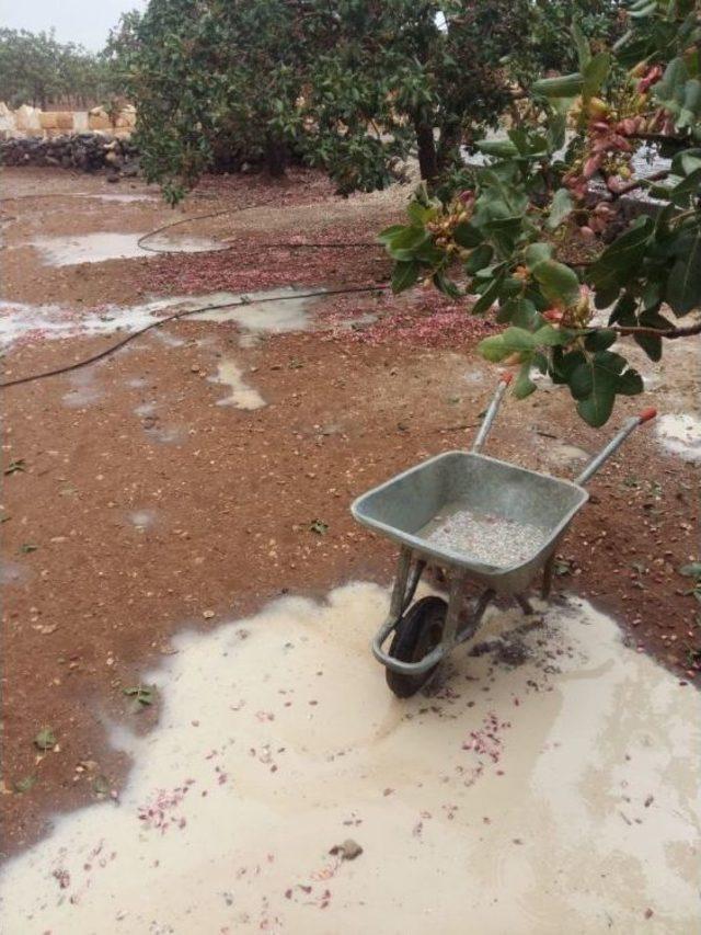 Şanlıurfa’da Dolu Fıstık Ağaçlarını Vurdu