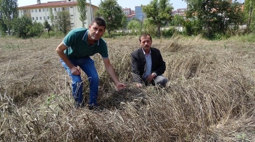 Yağış Nedeniyle Buğday Hasadı Yapılamıyor