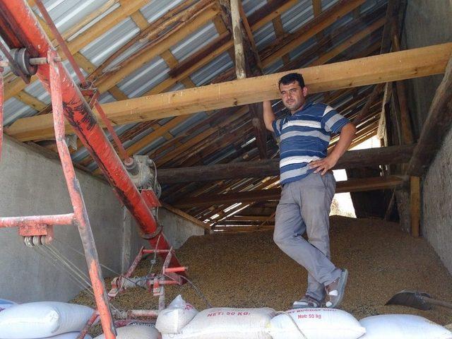 Yağış Nedeniyle Buğday Hasadı Yapılamıyor 1