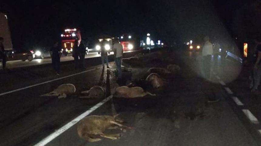 Tırın &Ccedil;arptığı Koyun S&uuml;r&uuml;s&uuml;nde &Ccedil;ok Sayıda Hayvan Telef Oldu