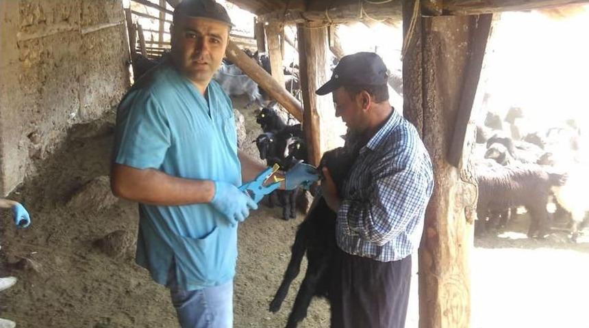 Kozan’da Büyükbaş Ve Küçükbaş Hayvanlara Küpeleme